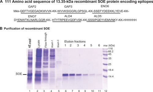 Figure 5 The 111 amino acid sequence and expression and purification of the rSOE encoding epitopes of GAP, ENO, and ALD.