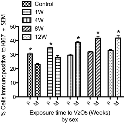 Figure 4. Lymphoproliferative effect of V inhalation in male vs female mice. Spleens from control female (F) mice had a significantly higher percentage of proliferative lymphocytes compared to control male (M) mice. Male mice exhibited a significant increase in spleen lymphoproliferation from week 4 of exposure until the end of the experiment. In comparison, female (F) mice only presented a significant increased in proliferation after 1 week of V exposure. (*p < 0.05 ANOVA, Holm-Sídák’s post hoc test).