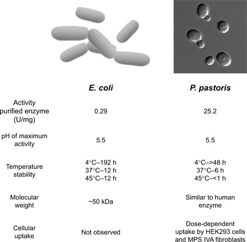 Figure 2 Characteristics of recombinant GALNS produced by microorganisms.
