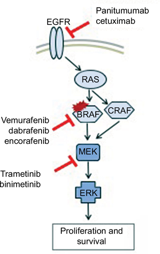 Figure 1 Targeted therapy approaches in clinical trials for BRAFV600E mutant CRC.