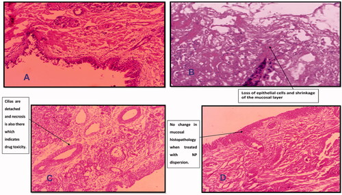 Figure 7. Histopathological condition of goat nasal mucosa after treatment with (A) Phosphate buffer saline (PBS) pH 6.4 (B) Isopropyl alcohol (IPA) (C) LTG-SOL (D) LTG-PNPs.