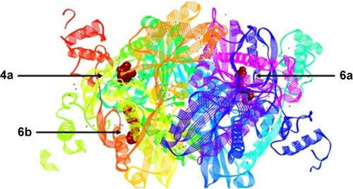 Figure 5 The phenolic derivatives 4a, 6a, and 6b tightly entrapped in active binding sites of HMG COA reductase enzyme visualized through Discovery Studio 4.1.