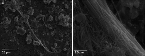 Figure 4. (A) Overview of the weathered roof debris sample with soil particulates and asbestos fibers. (B) A close-up of an example of chrysotile asbestos fiber in the weathered roof debris sample in (B).