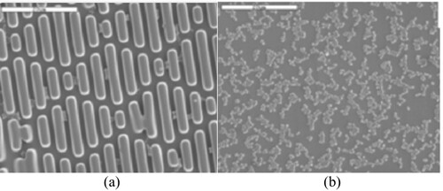 Figure 7. Fewer E-coli growth on sharklet patterend catheters (a) than untextured catheters (n) Images reproduced without modification from [Citation16].