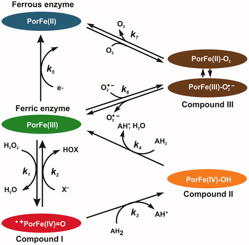 Figure 3. Schematic representation of the halogenation and peroxidase cycles of EPO. Reaction (1): ferric EPO is oxidised by hydrogen peroxide to Compound I (i.e. oxoiron(IV) porphyrin radical cation). Reaction (2): Compound I is directly reduced back to the resting state by halides, thereby releasing hypohalous acid. Reaction (3): Compound I is reduced to Compound II (i.e. protonated oxoiron(IV)) by a one-electron donor. Reaction (4): Compound II is reduced to ferric EPO, thereby oxidising a second substrate molecule. Reaction (5): Ferric enzyme can be reduced to ferrous enzyme. Compound III is formed either from ferric enzyme with superoxide (O2•–) (Reaction 6), or from ferrous enzyme with O2 (Reaction 7) It is a complex of ferrous–dioxygen in resonance with ferric-superoxide, which can dissociate. Reactions 1, 3, and 4 constitute the peroxidase cycle. Reactions (1) and (2) constitute the halogenation cycle.