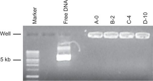 Figure 2 Agarose gel electrophoresis/ethidium bromide staining of DNA/lipoplexes with different content of PEG-lipid compared to the migration of free plasmid DNA (free DNA) and a DNA size marker.