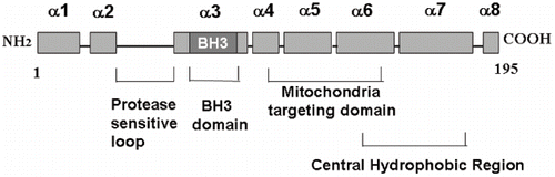 Figure 2. Major functional domains in Bid.