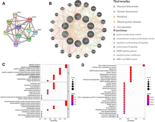 Figure 8 Potential biological functions of genes related to hepatoid adenocarcinoma of the lung. (A) Protein-protein interaction network for HLA-related genes using STRING. (B) Protein-function interaction network for HLA-related genes using GeneMANIA. (C) Gene Ontology functional enrichment for HLA-related genes. (D) Kyoto Encyclopedia of Genes and Genomes pathway for HLA-related genes.