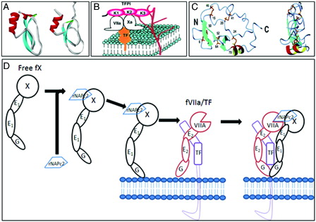 Figure 1. (A) Ribbon diagrams of the second and third Kuniz domain of TFPI. (B) Mechanism of action of TFPI: inhibitory mechanisms of the initial reaction of blood coagulation by TFPI on cell surface. TFPI binds to FVIIa and Xa via K1 and K2 domains and to proteoglycans via K3 and C-terminal domains (K denotes Kunitz domain) (diagram kindly provided by Dr Jun Mizuguchi). (C) Ribbon diagram of the minimized mean structures of NAPc2 (kindly provided by Dr Peter E Wright). The molecules on the right have been rotated about the vertical axis by 90°. Beta-Strands are shown in cyan and helices in red and yellow. The cysteine side chains are shown in gold. (D) Mechanism of action of rNAPc2. In step 1 of the scheme, rNAPc2 binds with high affinity to zymogen FX in solution (binding to FXa as an inhibitory scaffold is not shown). The resulting stable bimolecular complex between rNAPc2–FX serves as an inhibitory scaffold that facilitates docking to the membrane-bound TF–FVIIa. In this way, the inhibitory scaffold uses both a similar docking mechanism as the natural substrate (FX) and subsequent presentation to the active site of TF–FVIIa. In the last step of the mechanistic scheme, the canonical reactive loop of rNAPc2 docks into the active site of FVIIa/TF, allowing for the formation of tightly bound quaternary inhibitory complex.
