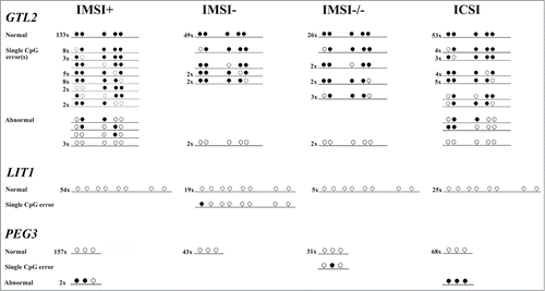 Figure 1. Methylation patterns of 743 individual DNA molecules (336 for the paternally methylated GTL2, 104 for the maternally methylated LIT1, and 303 for the maternally methylated PEG3 gene) in different groups of sperm from fertile donors. IMSI+ are the "best" sperm selected at high magnification, IMSI- sperm contain vacuoles, IMSI-/- sperm show abnormal morphology and vacuoles, and ICSI sperm appear to be normal at standard magnification. Each line represents the methylation pattern of an individual DNA molecule. The number at the left-hand side indicates how many independent alleles of this type were recovered. Open circles represent unmethylated and filled circles methylated CpG sites. In normal alleles, all CpGs show the correct sperm methylation imprint. Alleles with single CpG errors contain one or at most 2 aberrant CpG sites. Abnormal alleles have more than 50% aberrantly (de)methylated CpG sites, indicative of an epimutation.