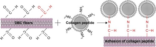 Figure 1 Schematic illustration of formation mechanism of DBC/Col-p composite membranes.Abbreviations: DBC, dialdehyde bacterial cellulose; Col-p, collagen peptide.