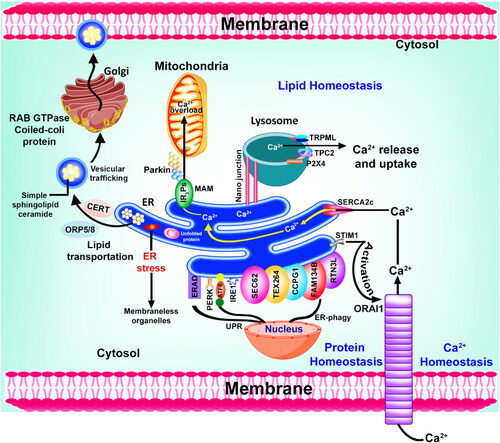 Figure 4. Schematically represented how the lipids, proteins, and calcium are metabolized and homeostasized by the ER due to direct or indirect communication with other cell organelles.