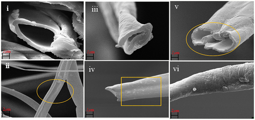 Figure 1. SEM image of kapok fiber (cross-sectional and longitudinal view): (i, ii) raw kapok fiber, (iii, iv) scoured kapok fiber, (v, vi) re-wetted kapok fiber.