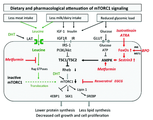 Figure 2. Attenuation of mTORC1 activity by dietary intervention. Reduction of animal protein (leucine), hyperglycemic carbohydrates (glucose) and dairy proteins (insulin/IGF-1) mitigates mTORC1 signaling. Isotretinoin inhibits mTORC1 by upregulation of FoxO-Sestrin3, which stimulates AMPK. Benzoyl peroxide (BPO) upregulates FoxO-Sestrin3-stimulated AMPK, thereby inhibiting mTORC1. Metformin inhibits mTORC1 activity by antagonizing leucine signaling and by stimulating AMPK activity. Plant-derived mTORC1 inhibitors directly downregulate mTORC1 (Abbreviations see text).