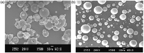 Figure 4.  SEM photograph: (a) uncoated and (b) coated microspheres.