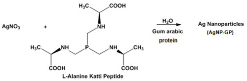 Figure 1 Synthesis of AgNP-GP through L-Alanine Katti Peptide and stabilized with gum arabic protein.