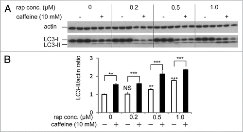 Figure 5 Rapamycin treatment with caffeine has an additive effect on enhancement of autophagy. (A) SH-SY5Y cells treated with various concentrations of rapamycin with or without 10 mM caffeine for 48 hours were analyzed by immunoblotting. (B) Densitometry analysis was performed using three independent experiments. Error bars, SD; *p < 0.05; **p < 0.01; N.s., not significant.