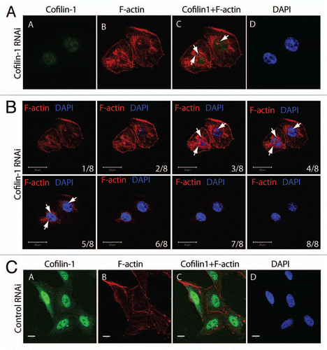 Figure 4 Post-transcriptional gene silencing of cofilin-1 leads to nuclear accumulation of F-actin foci. (A) Cofilin-1 silenced HeLa cells were analyzed by confocal fluorescence microscopy, with an anti-cofilin 1 antibody (green) and Alexa568-conjugated phalloidin (red) at 36 h after transfection of the cofilin-1 specific siRNA oligos. The DNA was detected by DAPI staining (Scale bar, 10 µm). Arrows point towards examples of accumulation of nuclear polymeric actin structures stained with phalloidin. (B) Multiple confocal sections of the same experiment in (A) showing that the phalloidin-stainable foci are likely to be present in the cell nucleus (Scale bar, 20 µm, thickness of each section was 1 µm). (C) In control siRNA experiments cofilin-1 is present in the cell nucleus and phalloidin labels cytoplasmic F-actin (Scale bar 10 µm).