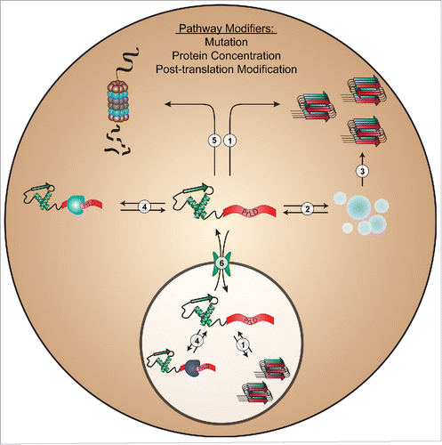 FIGURE 1. Intracellular processes commonly affecting PrLD aggregation. Mutations, changes in protein concentration, or post-translational modifications in PrLDs can affect protein aggregation by altering intrinsic aggregation propensity (1); liquid-liquid phase separation/stress granule dynamics (2); conversion of granules to a pathological state (3); organism-, tissue-, or compartment-specific intermolecular interactions (4); proteasome-mediated degradation (5); or nucleocytoplasmic transport (6).