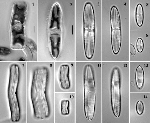 Figs 1 – 14. Live cells and frustules of Achnanthes cf. subsessilis. Figs 1, 2. Live cells representing F1 progeny formed after auxosporulation in clone C, girdle view (Fig. 1) and valve view (Fig. 2). Figs 3 – 6. Raphid valves. Figs 7 – 10. Frustules in girdle view. Figs 11 – 14. Araphid (pseudoraphe) valves. Valves and frustules are of clone B (Figs 3, 7, 11), clone A (Figs 4, 8, 12) on day 23 after isolation, or clone C (day 23: Figs 5, 9, 13; day 75: Figs 6, 10, 14). Scale bars represent 10 μm (for Figs 3 – 14, see Fig. 2).