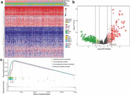 Figure 2. Identification of DEGs in patients with LUSC with and without TP53 mutations (a) Heatmap and (b) volcano plot of identified DEGs. (c) GSEA analysis of samples with and without TP53 mutations