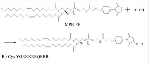 Figure 1 Schematic diagram of the chemical structure and the reaction of Cys-penetratin and MPB-PE used to prepare penetratin-conjugated liposomes.