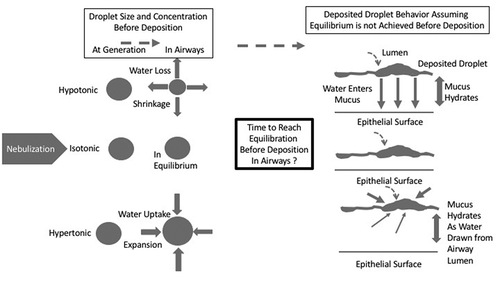 Figure 4. Schematic of droplet behavior following aerosol generation in transit through the airways and upon deposition based on their colligative properties and water activity.