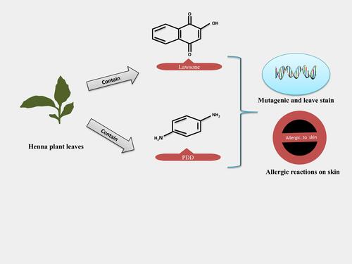 Figure 1 Mutagenic effects of the henna plant and PPD action on skin. Leaves of the henna plant contain a red-orange dye (lawsone, also known as hennotannic acid) and PDD, which causes allergic and inflammatory reactions that develop carcinogenic effects.Citation92,Citation93.