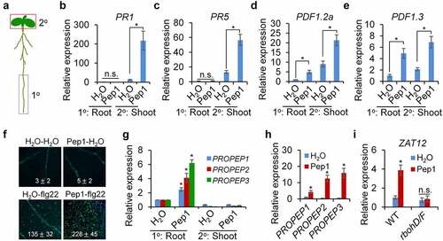 Figure 6. Pep1 triggers a systemic immune signaling from the root to the shoot. (a) A schematic diagram for the definition of local (1°) and systemic (2°) tissues. Root in the black box was treated with peptide elicitor and shoot in red box was used for gene expression analysis. (b–e) Pep1 application in roots induces systemic PR1 (b), PR5 (c), PDF1.2 (d), and PDF1.3 (e)expression in shoot. (f) Pretreatment of Pep1 in roots enhances flg22-induced callose deposition in shoots. Roots of 10-d-old plate-grown seedlings were pretreated with 1 μM Pep1 or H2O for 24 hours, then the shoot of seedlings was treated with 1 μM flg22 or H2O for another 24 hours before callose deposition staining. Callose deposits in cotyledons were measured using ImageJ. Data are shown as mean ± s.e.m (n = 8). (g) Pep1 application in roots induces PROPEP expression in roots but not in shoots. (h) Pep1 application in shoots induces PROPEP expression in shoots. (i) Pep1 application in roots induces ZAT12 expression in shoot RBOHD/F-dependent manner. (b–e, g–i) The lower half roots of 1-week-old seedlings grown on 1/2MS plate were treated with 1 μM Pep1 or H2O for 24 hours, roots were then cut off for seedlings for mRNA isolation and RT-qPCR analysis of gene transcription levels. Different letters indicate a significant difference with others (P < .01, n.s., no significant differences, Student’s t-test, n = 3). The experiments were repeated three times with similar results.