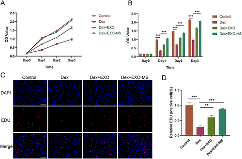 Figure 2 Effect of Exosome-MS on the proliferation of BMSCs. (A and B) The CCK-8 assay was employed to detect the proliferation of BMSCs, followed by the performance of statistical analysis. (n=3) (C) EdU staining was utilized to confirm the proliferation activity of BMSCs (scale bar = 200 μm). (D) The statistical analysis was performed to assess the EdU positive rate among different treatment groups. The data are expressed as the mean ± SD (n = 3); **p < 0.01; ***p < 0.001.