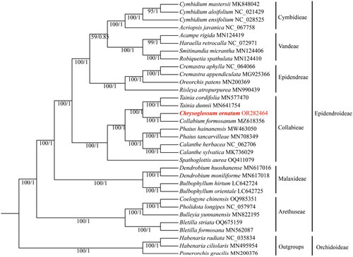 Figure 3. Phylogenetic tree inferred from the complete chloroplast genomes comprising 33 species from Orchidaceae. The ML bootstrap (BS) and BI posterior probability (PP) that supported each node are shown under the branches. The following sequences were used: Acampe rigida (Liu et al. Citation2020), Bletilla formosana (Wu et al. Citation2019), Bletilla striata (Feng et al. Citation2019), Bulbophyllum hirtum (Yang et al. Citation2022), Bulbophyllum Orientale (Yang et al. Citation2022), Bulleyia yunnanensis (Ai et al. Citation2020), Calanthe sylvatica (Miao et al. Citation2019), Cremastra appendiculata (Mao et al. Citation2018), Cymbidium aloifolium (Chen et al. Citation2020), Cymbidium ensifolium (Jiang et al. Citation2019), Cymbidium mastersii (Zheng et al. Citation2019), Habenaria ciliolaris (Chen et al. Citation2019), Oreorchis patens (Kim et al. Citation2020), Ponerorchis gracilis (Kim et al. Citation2020), Robiquetia spathulata (Liu et al. Citation2020), Smitinandia micrantha (Liu et al. Citation2020), Tainia cordifolia (Zheng et al. Citation2019), and Tainia dunnii (Xie et al. Citation2019).