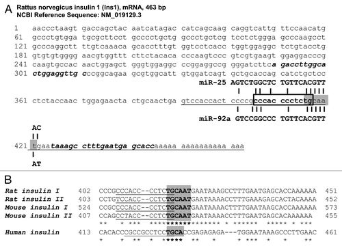Figure 1. Sequence of rat insulin I mRNA. (A) The complete sequence of rat insulin I mRNA (463 nucleotides long) was obtained from NCBI (NM_019129.3). The 3′UTR region is located between 391–463 nucleotides (underlined). The seed region of the miR-25/32/363/92a/92b family is highlighted in gray. Sequence of specific primers used to amplify the 3′UTR region is shown in bold italics. Core binding region of PTBP1 is shown in a box. (B) miR-25 and miR-92a consensus binding sequence in rat and mouse. Binding of miR-25 and miR-92a at the 3′UTR of rat and mouse insulin are predicted by either miRWalk or miRanda or both. Although the programs did not include prediction for rat insulin II, the seed region of miR-25 and miR-92a is conserved in rat and mouse for both insulin I and II. The PTBP1 binding site is underlined. The sequences corresponding to human insulin and the partially overlapping seed region and PTBP1 binding site are also shown.