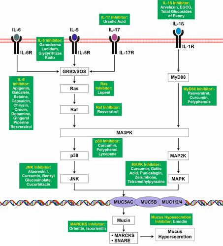 Figure 4 MAPK mediated signaling pathway induced by interleukins leading to mucus hypersecretion.