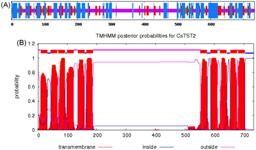 Figure 2. Characterization of the deduced CsTST2 protein. (A) Predicted secondary structure of CsTST2. The blue, red, green and purple vertical lines represent alpha helices, extended strands, beta turns and random coils, respectively. (B) Predicted TM helices of CsTST2 by TMHMM 2.0.