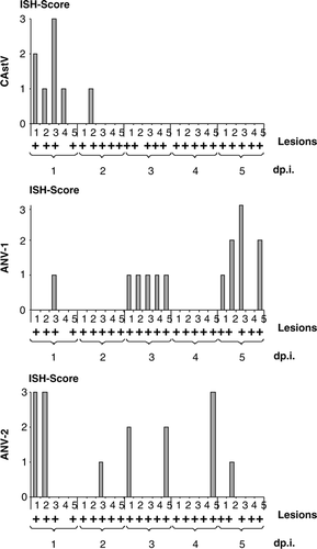 Figure 3.  Presence of viral RNA specific for astroviruses during exposure to RSS-contaminated litter. Sections from the duodenal loop of commercial broiler chickens exposed either to RSS-contaminated litter (RSS) or to fresh wood shavings (control) were exposed to antisense DIG-labelled riboprobes specific to a chicken astrovirus (CAstV), ANV-1, and ANV-2 were scored for the presence of an ISH signal on an individual basis during the first 5 days after exposure (day p.i.). The presence of cystic lesions per cross-section is indicated (+). The ISH score was estimated on the basis of the following scale: 0 = no signals; 1 = < 5 signals per high-power field; 2 = five to 15 signals per high-power field; 3 = > 5 signals per high-power field.