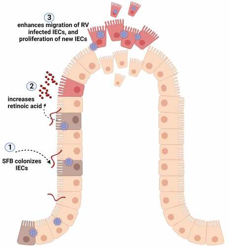 Figure 8. Proposed model for SFB prevents rotavirus infection via RA-mediated signaling. During rotavirus infection, SFB colonization of the ileum of the small intestine enhances level of retinoic acid, which results in accelerated migration/expulsion of RV-infected epithelial cells and proliferation of new IECs.