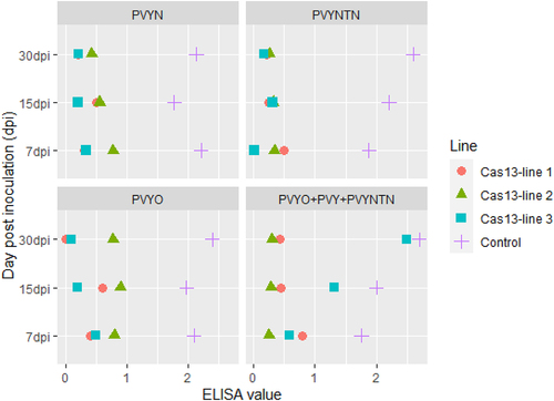 Figure 8. DAS-ELISA values indicate the results of PVY-resistance in three transgenic lines. In the data, line 13.2 is most resistance in response to individual strain and multiple strain infections as compared to other 13.1 and 13.3 lines.