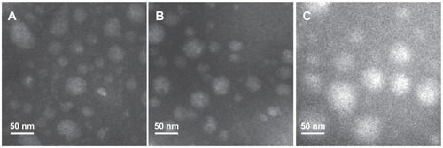 Figure 4 Transmission electron microscopic images of magnetic nanoparticles. (A) LTVSPWY-PEG-CS-modified magnetic nanoparticles, (B) PEG-CS-modified magnetic nanoparticles, and (C) CS-modified magnetic nanoparticles.Note: The bar is 50 nm.Abbreviations: PEG, poly(ethylene glycol); CS, chitosan.