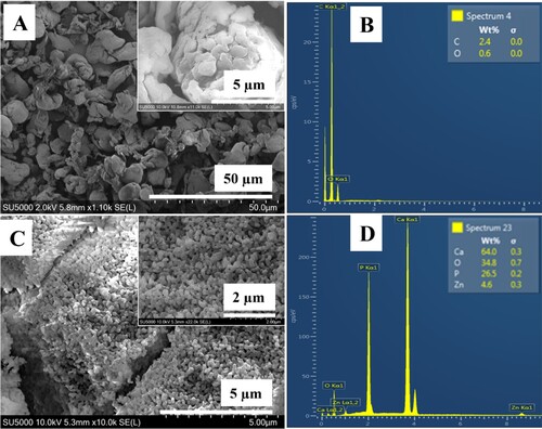 Figure 1. SEM micrographs of (A) PEEK powder, (B) EDX spectrum of PEEK powder, (C) ZnHA nanoparticles synthesised by wet chemical precipitataion method and sintered at 900°C and (D) EDX spectrum of ZnHA powder.