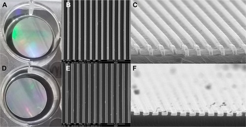 Figure 1 The NOA86 (A–C) and PUA (D–F) substrates were coated with silicone and carved to create 800 nm-wide nanogrooves for nanotopographic cues.Note: SEM images show 800 nm grooves on the plates (B and E are 10,000× magnification images and C and F are 50,000× magnification images).Abbreviations: NOA86, Norland Optical Adhesive 86; PUA, polyurethane; SEM, scanning electron microscopy.
