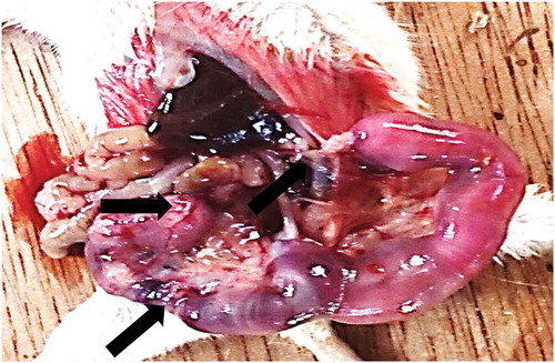 Figure 6. Uterus of mice showing Miscarriage and Necrosis of the mice’s uterus