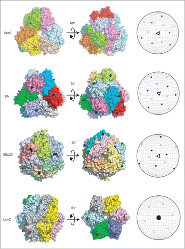 Figure 6. Spatial localization of the propeptides in Ape1 and the 3 exogenous protein assemblies in surface representations (left) as visualized by stereographic plots (right). The 4 proteins are shown in 2 orientations. Individual subunits are highlighted by distinct colors. The residues at which the propeptides are fused are colored as follows: Ape1 (red), SA (blue), SEp22 (black) and LonC (brown). In the stereographic plots, the solid and hollow patterns represent projection from upper and bottom poles, respectively.