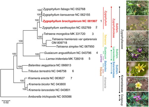 Figure 3. The phylogenetic tree is based on the common PCGs of 14 related species from Krameriaceae and Zygophyllaceae. A. trichopoda is regarded as the outgroup. The bootstrap values based on 1000 replications are exhibited at the branches. Scale bar = 0.02. The images of Z. brachypterum, Z. xanthoxylum, and T. mongolica were taken from Polat Muhtar and Ningmei Chen with permission for use. The images of Guaiacum angustifolium, Larrea tridentata, Tribulus terrestris, and Krameria erecta were downloaded from the public domain and can be used without asking permission as declared by the copyright holders. The following sequences downloaded from NCBI were used: Zygophyllum fabago NC_052768 (Xu et al. Citation2020), Zygophyllum kansuense NC_062155 (Wang et al. Citation2022a), Zygophyllum xanthoxylum NC_052769 (Xu et al. Citation2020), Tetraena mongolica MK331720 (Wang et al. Citation2022b), Tetraena hamiensis var. qatarensis OM809718 (Ahmad et al. Citation2023), Tetraena simplex NC_067950 (Ahmad et al. Citation2023), Guaiacum angustifolium NC_043796 (Gonçalves et al. Citation2019b), Larrea tridentata MK726018 (Gonçalves et al. Citation2019a), Balanites aegyptiaca NC_066813 (Al-Juhani et al. Citation2022), Tribulus terrestris NC_046758 (Yan et al. Citation2019), Krameria erecta NC_063627 (Banerjee et al. Citation2022), Krameria bicolor NC_043800 (Gonçalves et al. Citation2019b), Krameria lanceolata NC_043801 (Gonçalves et al. Citation2019b), and Amborella trichopoda NC_005086 (Goremykin et al. Citation2003).
