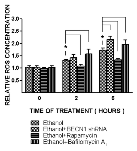 Figure 5. Effect of ethanol on ROS generation in SH-SY5Y cells. SH-SY5Y cells were treated with ethanol (0 or 0.8%) with/without rapamycin (10 nM) or bafilomycin A1 (10 nM) for 2 or 6 h. In some experimental groups, cells were treated with BECN1 shRNA to downregulate the expression of BECN1. ROS generation was measured as described under the Materials and Methods and relative amounts of ROS are presented. The data represent the mean and SEM of three replications. *p < 0.05.