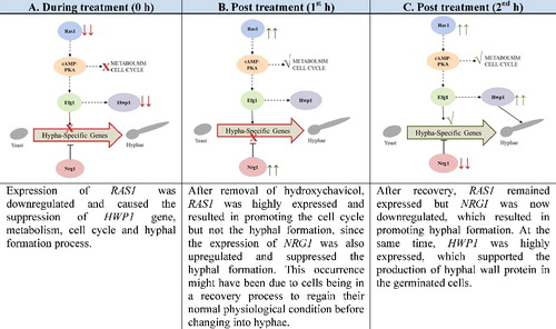 Figure 5. Illustration of the suggested mechanism of hydroxychavicol-induced delay of the yeast–hyphae transition in C. albicans. Note: Downregulate (downward paired arrows); upregulate (upward paired arrows); suppress (cross) and promote (tick)