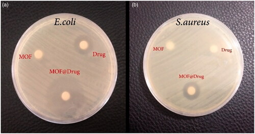 Figure 8. Results of antibacterial test (a) disk containing Escherichia coli bacteria and (b) disk containing Staphylococcus aureus bacteria.