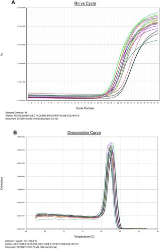 Figure 1 qRT-PCR amplification curve (A) and melting curve (B) of ZCCHC9 gene.
