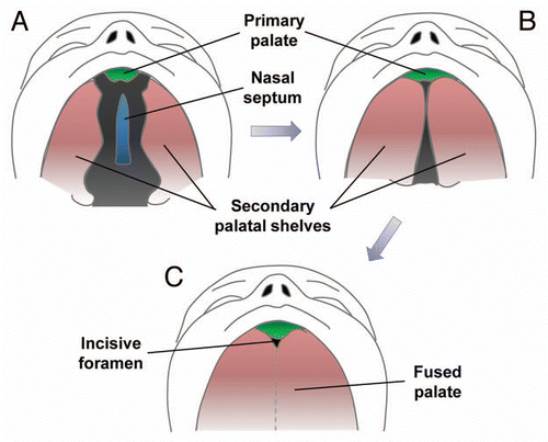 Figure 1 Human palatal development. (A) Week six of human palatal development, with the secondary palate shown vertically on each side of the tongue and a gap between the secondary palate, nasal septum and primary palate. (B) After descent of the tongue, the secondary palatal shelves elevate and orient horizontally, allowing them to come in contact and begin fusing. (C) Fusion of the primary and secondary palate and the nasal septum separating the oropharynx from the nasopharynx. Figure modified from Dixon et al.Citation1