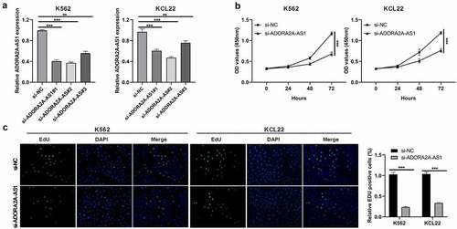 Figure 2. Knockdown of ADORA2A-AS1 inhibits cell proliferation. (a) Transcript levels of ADORA2A-AS1 in K562 and KCL22 cells transfected with control siRNA or ADORA2A-AS1 siRNA. (b) Representative CCK8 proliferation assays in K562 and KCL22 cells. (c) Representative EDU staining (left) and quantitation (right) in K562 and KCL22 cells. **P < 0.01, ***P < 0.001.