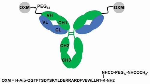 Figure 1. Schematic illustration of mAb-peptide homodimeric conjugate 2. mAb HC shown in green, LC in blue. OXM peptide shown as gray circles. The variable and constant regions of the mAb are labeled. For monomeric conjugate 1, one of the OXM peptides was replaced by acetamide.